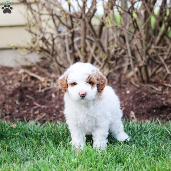 Cooper, Miniature Poodle Puppy